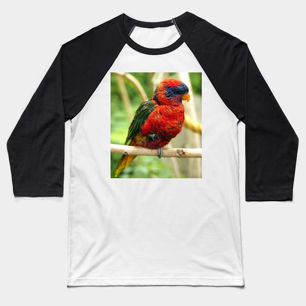 Rainbow Colored Lorikeet Bird posting in a Tree Baseball T-Shirt by Scubagirlamy